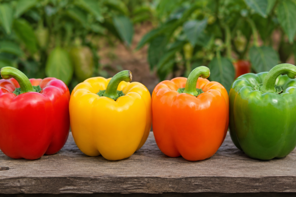 Fresh red, yellow, orange, and green bell peppers displayed together, illustrating the different stages of ripeness and botanical classification as fruits.